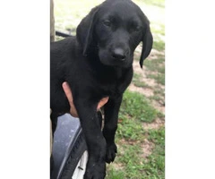 1 male puppy left - 7