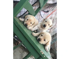 Yellow Labrador puppies for re-homing