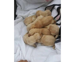 Yellow Labrador puppies for re-homing - 2