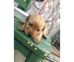 Yellow Labrador puppies for re-homing - 3
