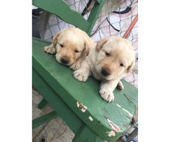 Yellow Labrador puppies for re-homing - 4