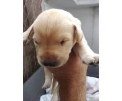 Yellow Labrador puppies for re-homing - 5