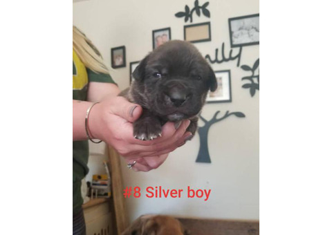 8 Boxador Puppies for Sale