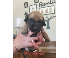 8 Boxador Puppies for Sale - 2