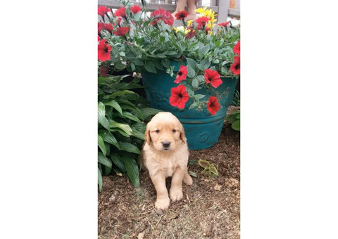 Golden Retriever Puppies 3 Girls, 6 boys