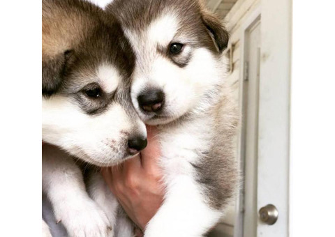 Alaskan Malamutes - 2 females left