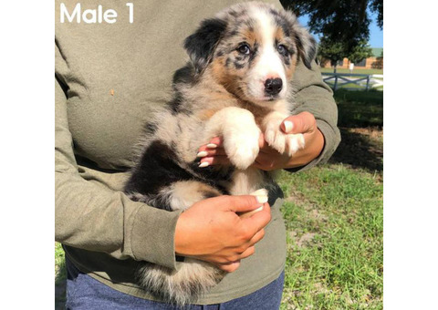 4 Gorgeous Male Australian Shepherd Puppies