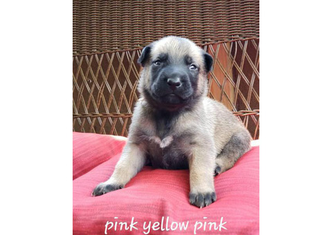 Belgian Malinois purebred puppies