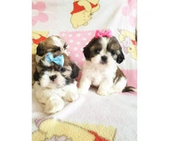 3 Teacup shih tzu pups for rehoming - 1