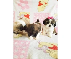 3 Teacup shih tzu pups for rehoming - 2