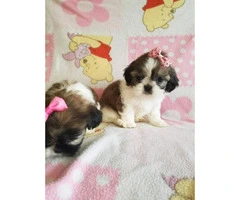 3 Teacup shih tzu pups for rehoming - 3