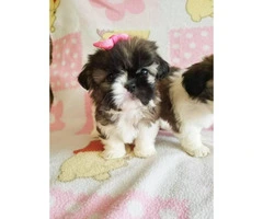 3 Teacup shih tzu pups for rehoming - 5