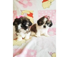 3 Teacup shih tzu pups for rehoming - 6