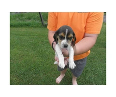 AKC Tri-color Beagle puppies for sale