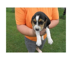 AKC Tri-color Beagle puppies for sale - 2