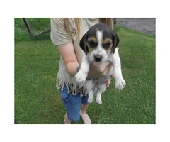 AKC Tri-color Beagle puppies for sale - 3