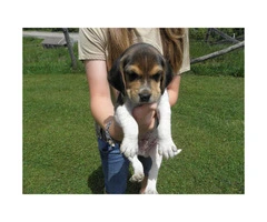 AKC Tri-color Beagle puppies for sale - 4