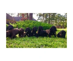 Pointers / Labs Mixed Pups for Sale - 2