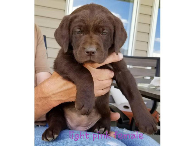 Adorable Purebred Chocolate And Black Lab Puppies In Eagle Idaho Black Lab Puppies In Eagle Idaho