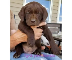 Adorable purebred Chocolate and Black lab puppies