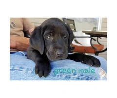 Adorable purebred Chocolate and Black lab puppies - 2