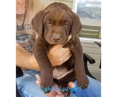 Adorable purebred Chocolate and Black lab puppies - 3