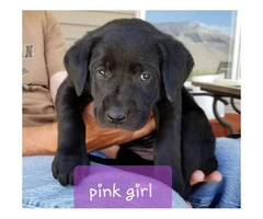 Adorable purebred Chocolate and Black lab puppies - 4
