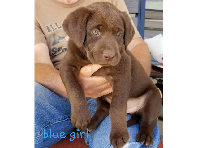 Adorable purebred Chocolate and Black lab puppies in Eagle ...