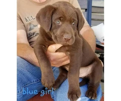 Adorable purebred Chocolate and Black lab puppies - 5