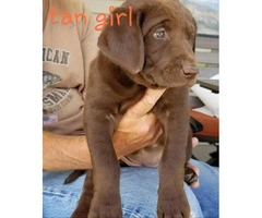 Adorable purebred Chocolate and Black lab puppies - 6