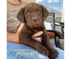 Adorable purebred Chocolate and Black lab puppies - 7