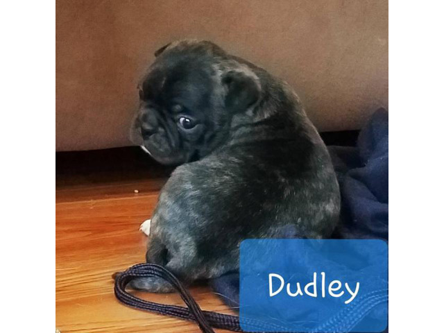 2 Bugg puppies for sale in Williamsport, Pennsylvania ...