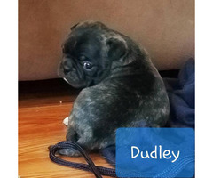 2 Bugg Puppies For Sale In Williamsport Pennsylvania Puppies For Sale Near Me