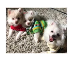 3 Adorable Pom Puppies