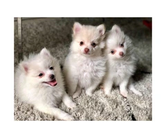 3 Adorable Pom Puppies - 2