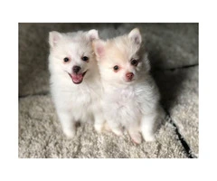 3 Adorable Pom Puppies - 3