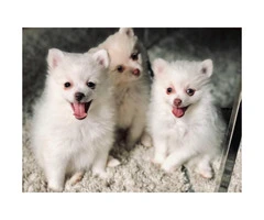 3 Adorable Pom Puppies - 4
