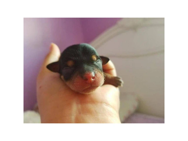 Chihuahua purebred male puppy for adoption - 1/3