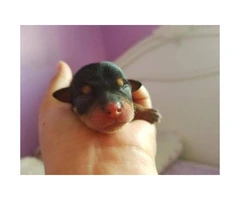 Chihuahua purebred male puppy for adoption
