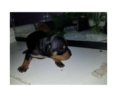 Chihuahua purebred male puppy for adoption - 2