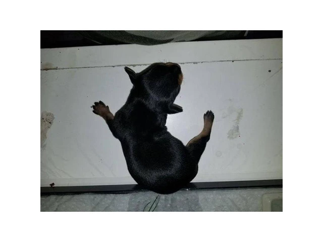 Chihuahua purebred male puppy for adoption - 3/3