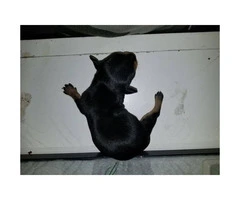 Chihuahua purebred male puppy for adoption - 3