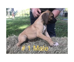 For adoption CKC registered Great Dane puppies - 1