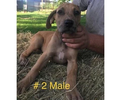 For adoption CKC registered Great Dane puppies - 2