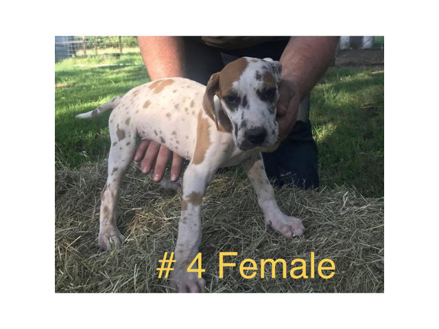 For adoption CKC registered Great Dane puppies in Tulsa ...