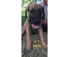 For adoption CKC registered Great Dane puppies - 5