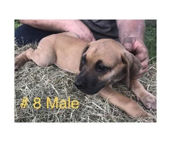 For adoption CKC registered Great Dane puppies - 6