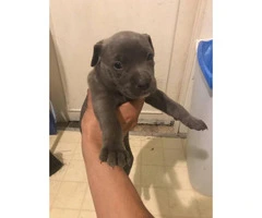 5-week-old blue nose puppy - 2