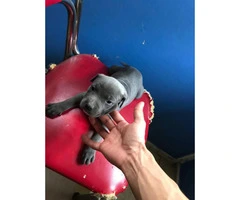 5-week-old blue nose puppy - 4