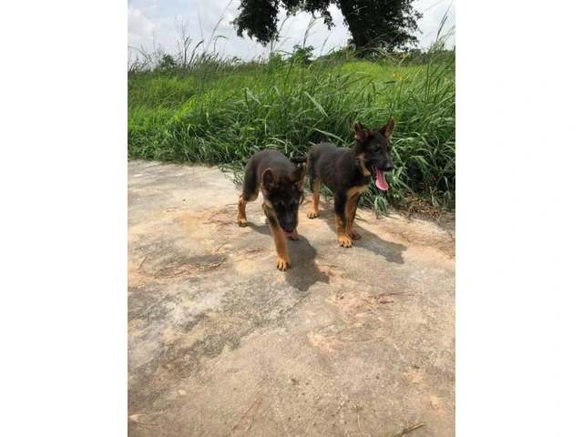 Black and Tan  Akc German shepherd puppies